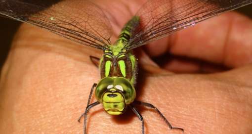 One Dragonfly Can Eat Hundreds of Mosquitos a Day. Keep These Plants in Your Yard to Attract Dragonflies